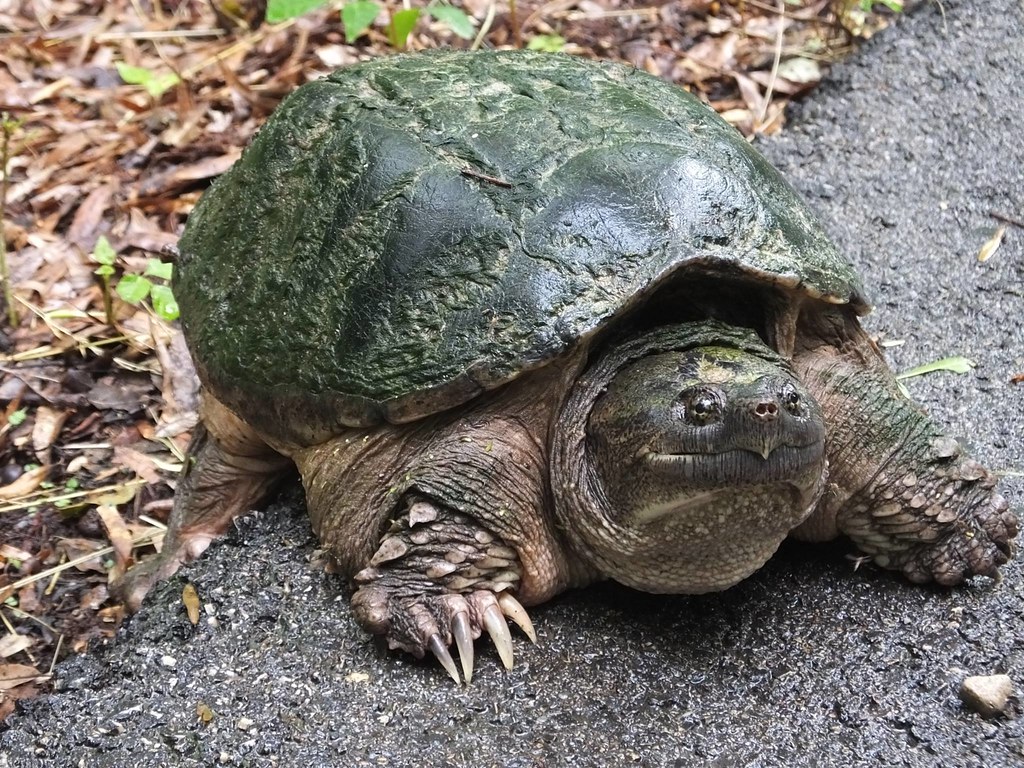 Snapping Turtles: Aquatic Ecosystem Cleaners
