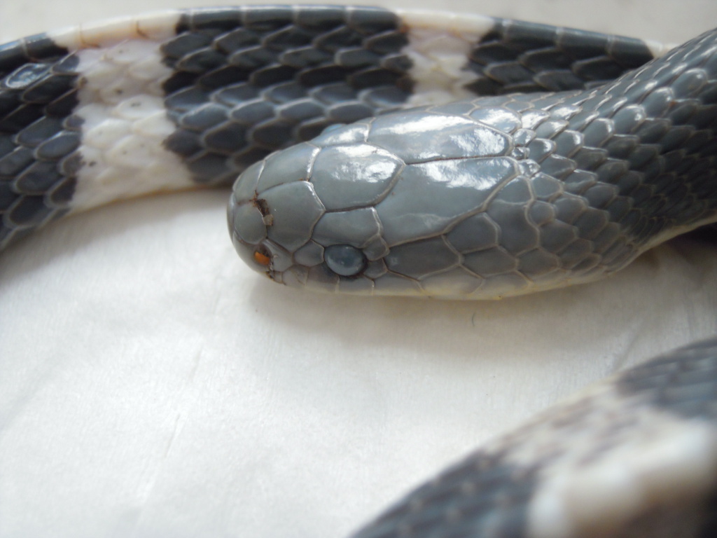 Many banded krait 