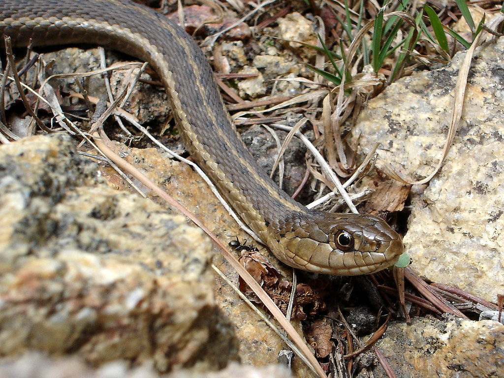 Garter Snake
