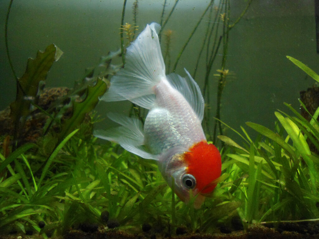 (Carassius auratus) Red cap oranda at Visakhapatnam, India 01