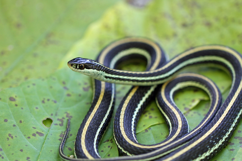 Eastern Ribbon Snake