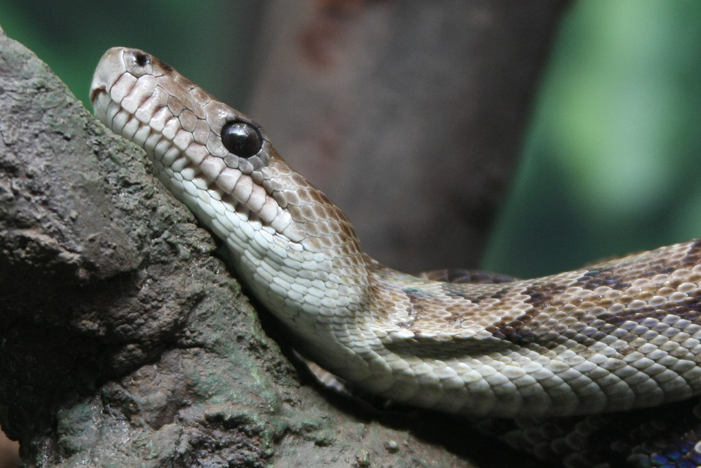 Cuban Boa