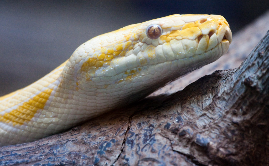 Invasive Species and Their Impact on Native Reptiles