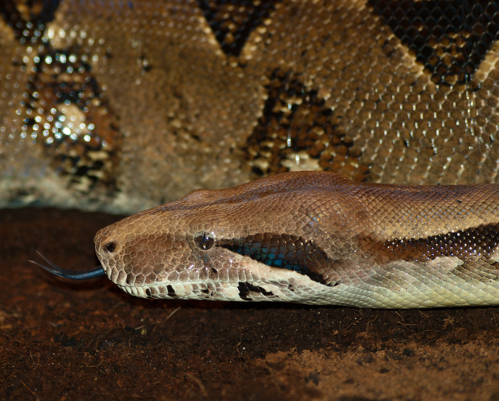 Common Boa Constrictor