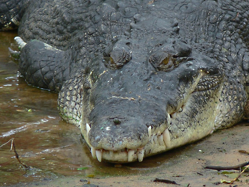 crocodile
