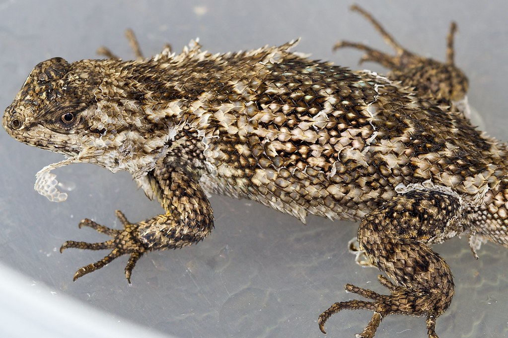Shedding Lizard