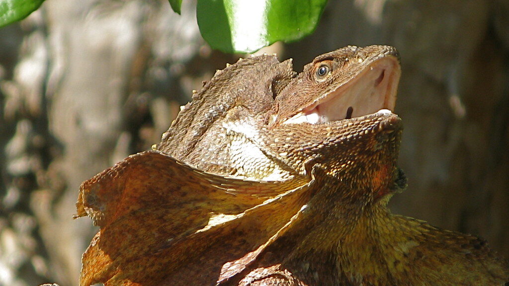 Frilled Lizard