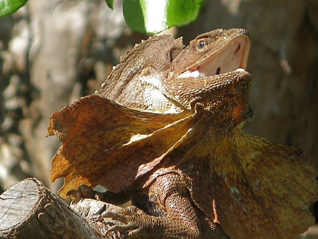 Frilled Lizard