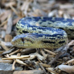 Gopher Snake