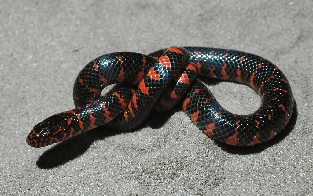 The Mud Snake: Underwater Coral Mimic
