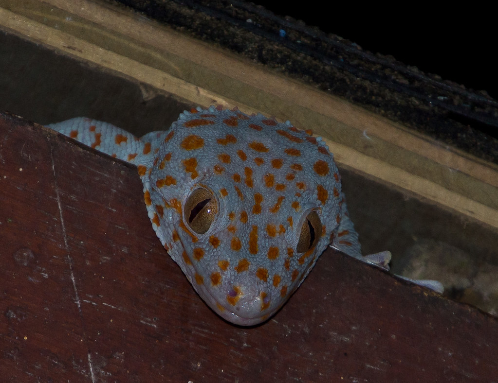 Tokay Gecko