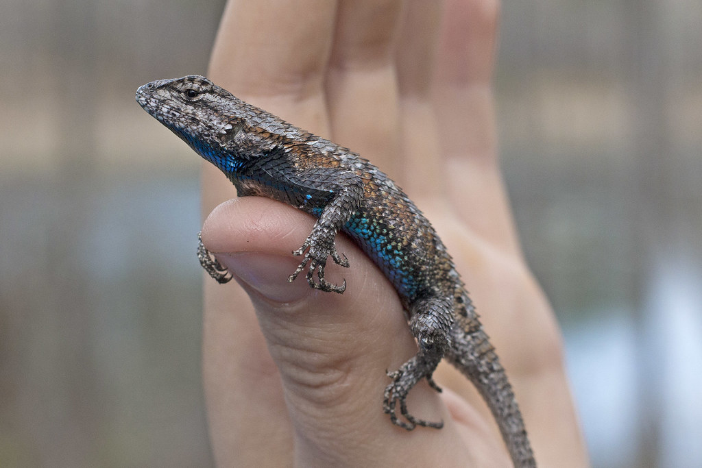 Eastern fence lizard