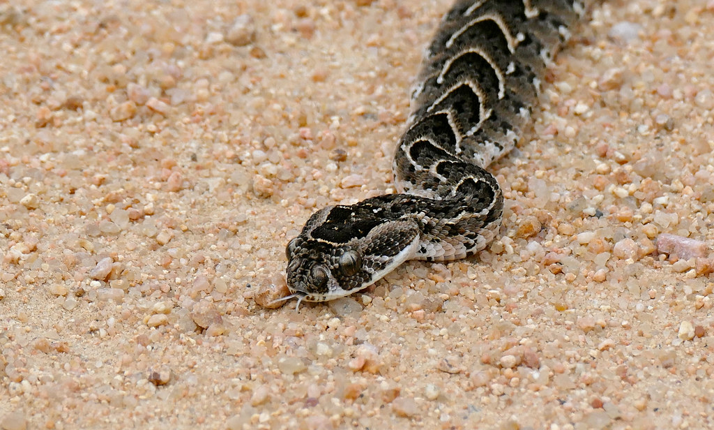 Puff Adder (Bitis arietans) juvenile