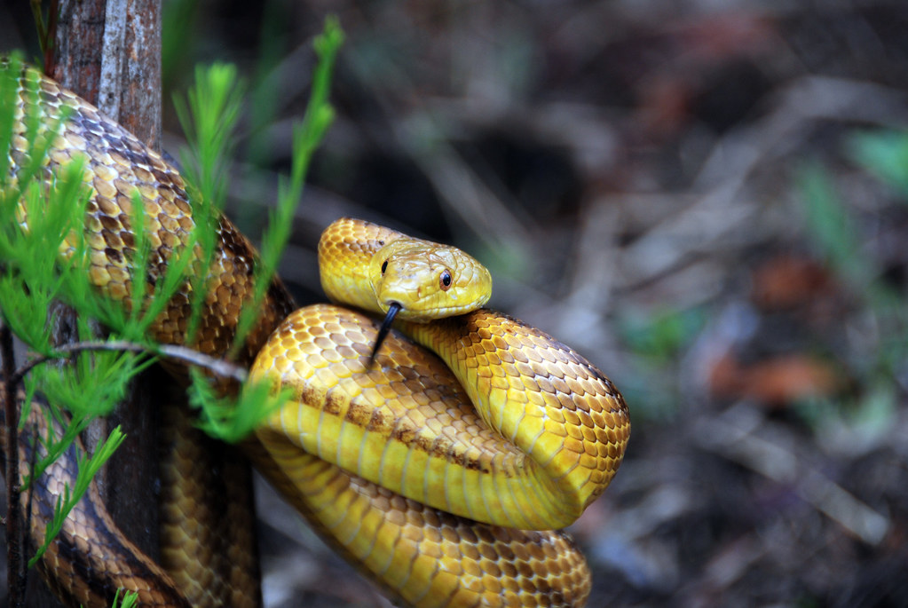 Rat Snake