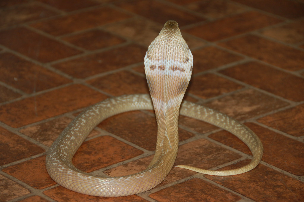 Thailand: Kingdom of Cobras and Vipers