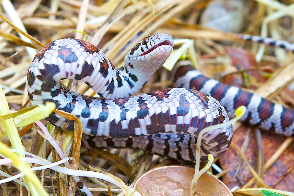 Myth 5: Milk Snakes Get Their Name Because They Drink Milk from Cows