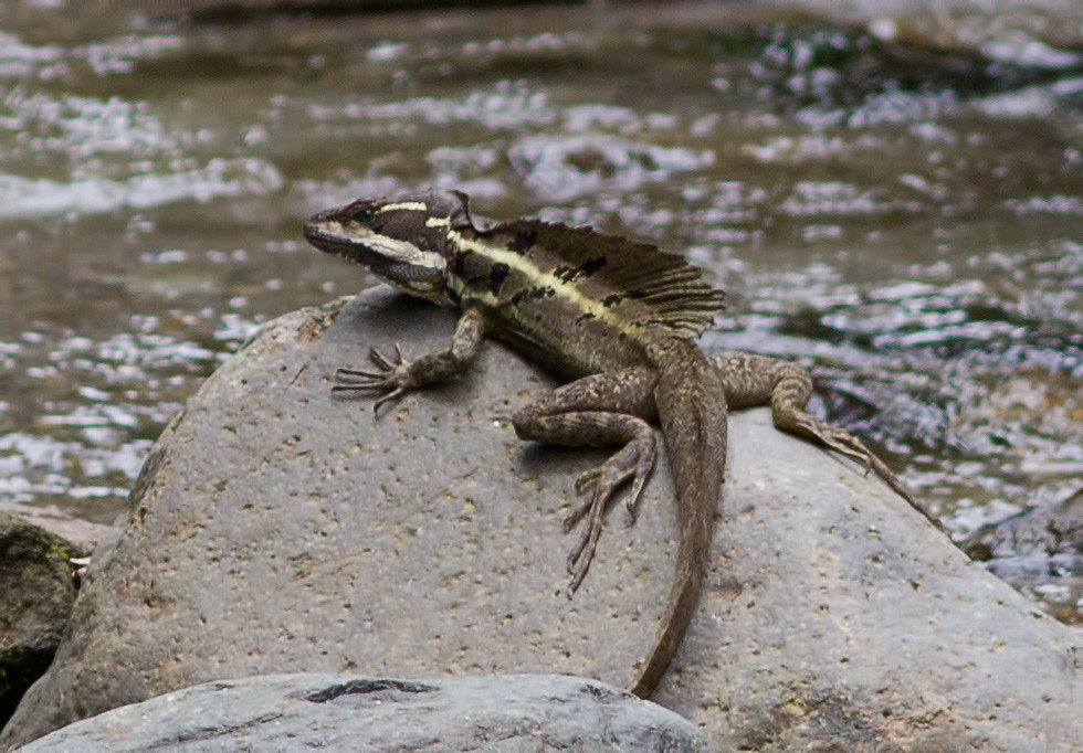 The Jesus Lizard: Origins of a Biblical Nickname