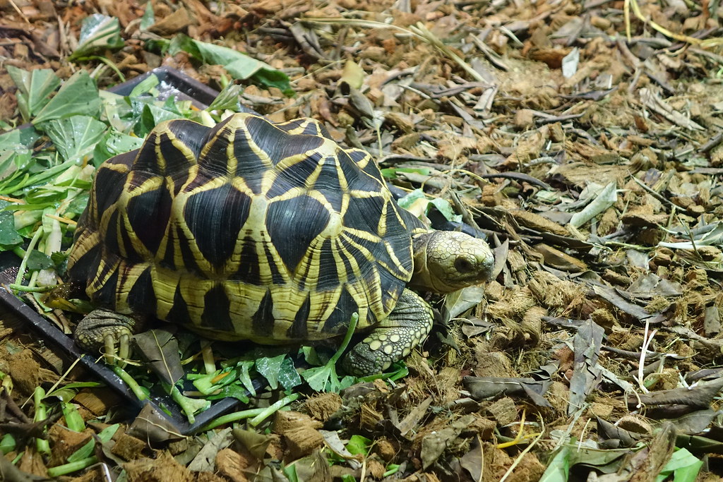 Burmese Star Tortoise DSC00182