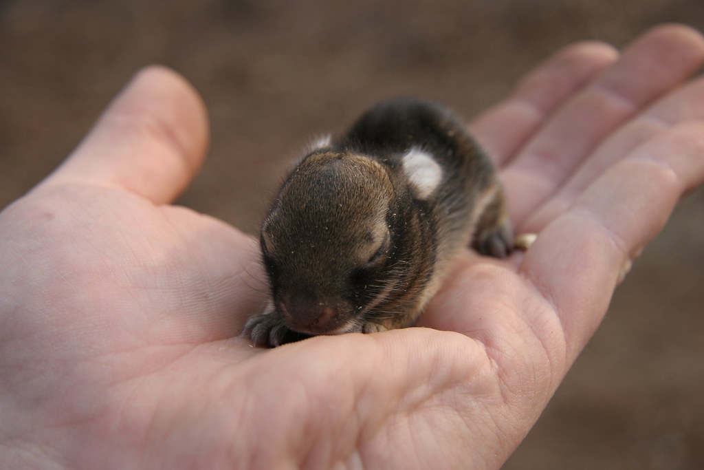 Safe Handling Techniques for Baby Rabbits