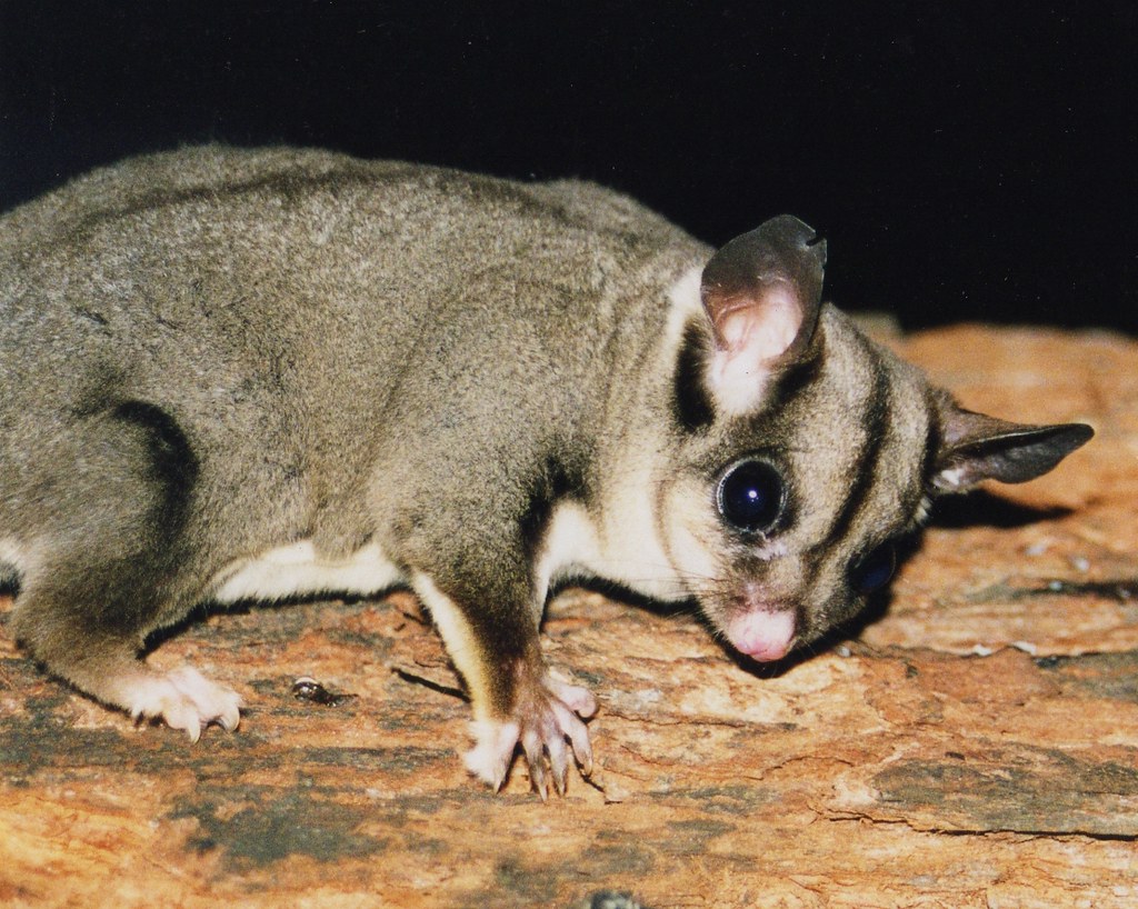 The Natural Social Structure of Sugar Gliders
