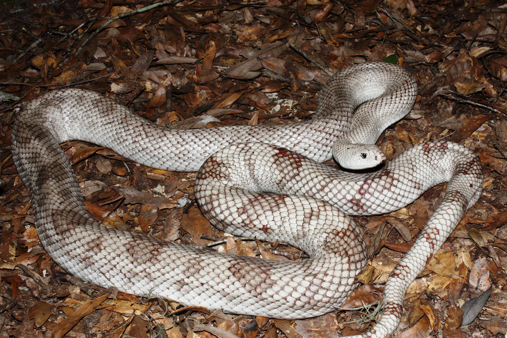 Florida Pine Snake