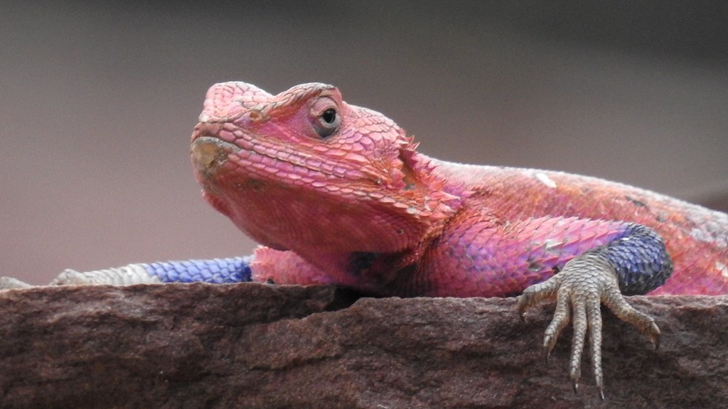 Red-headed Agama 