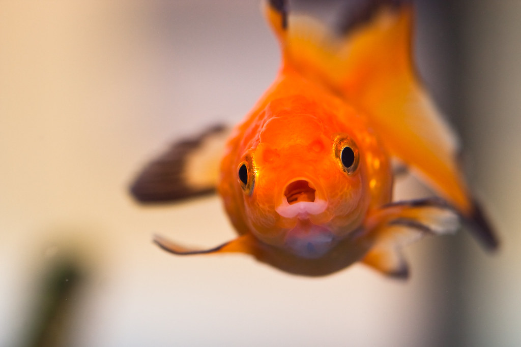 goldfish in a tank