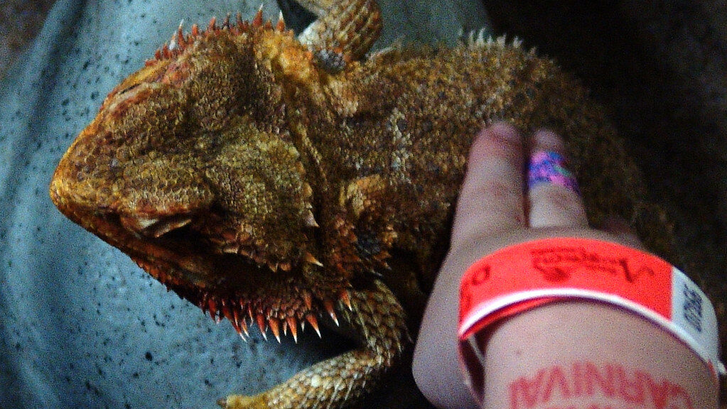 pet lizard on lap