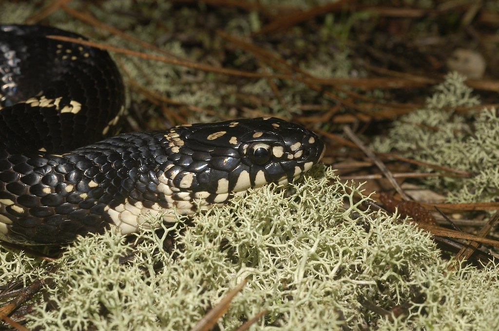 Common Kingsnake (Lampropeltis getula)