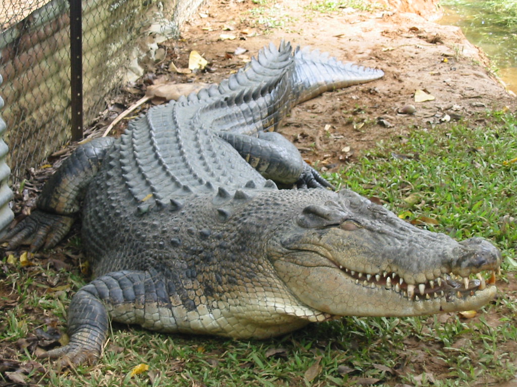The Cerebral Cortex Equivalent in Crocodilians