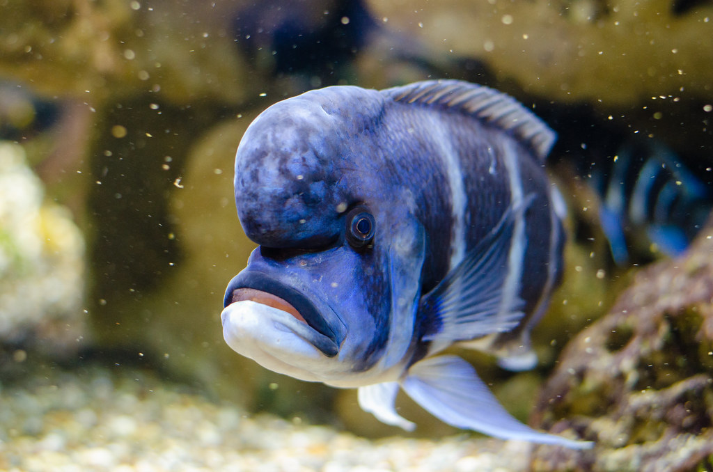 blue fish