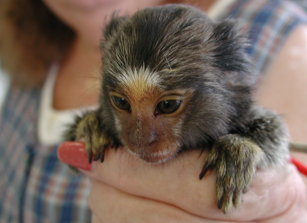 Pygmy Marmoset Monkey