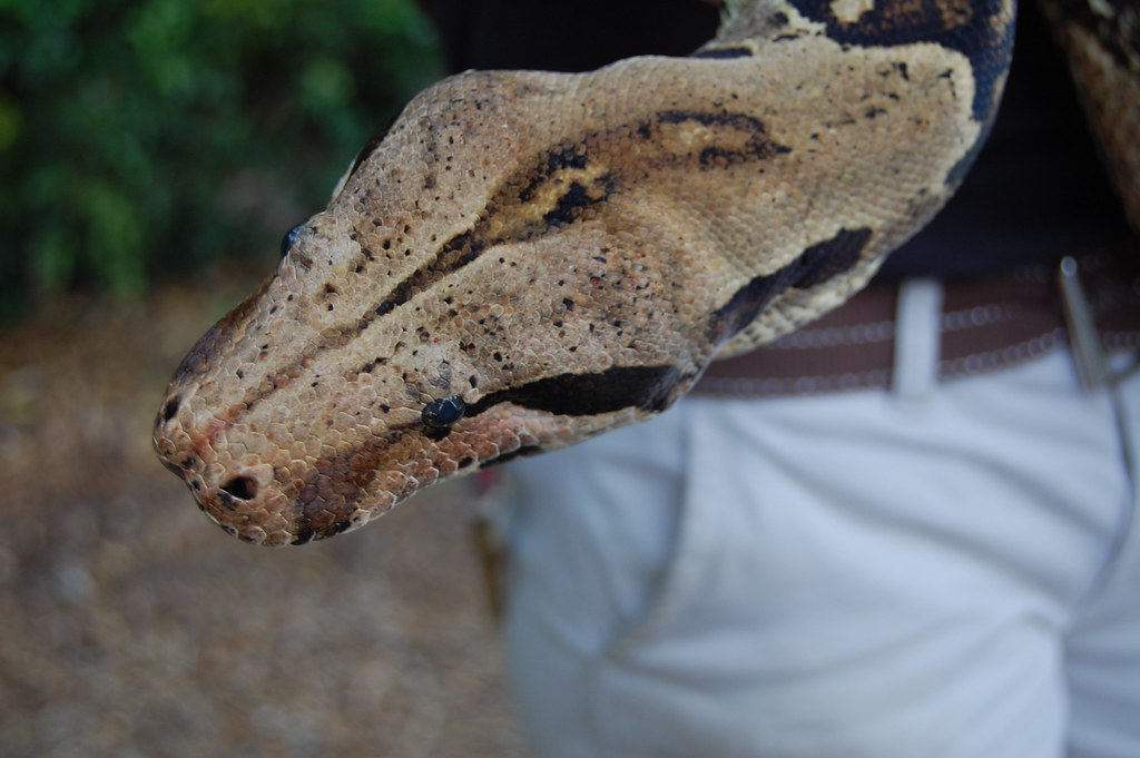 Boa Constrictor