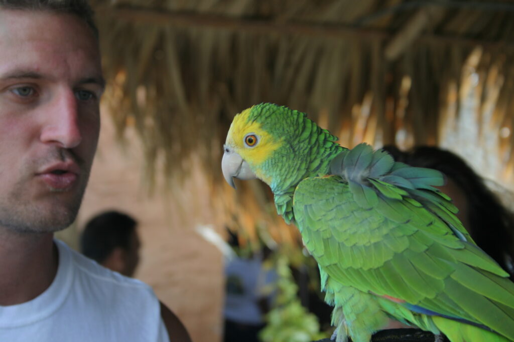 Voice Recognition in Avian Exotic Pets