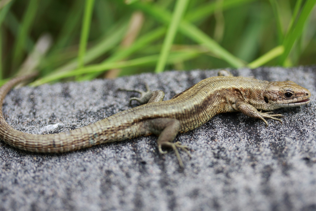 The Freeze-Tolerant Common Lizard