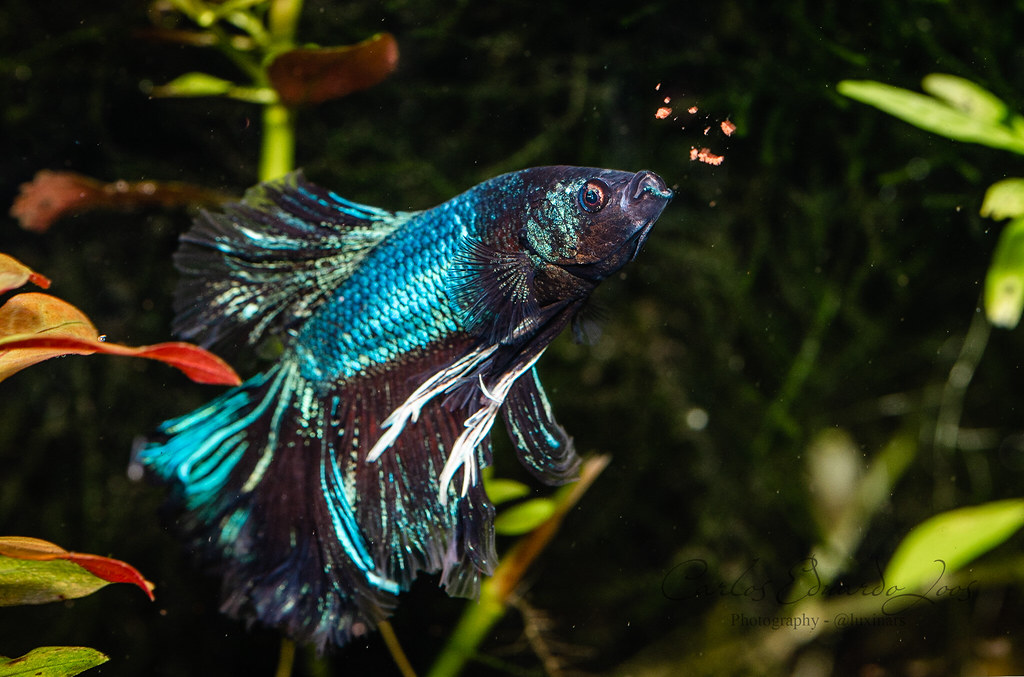 Betta fish eating