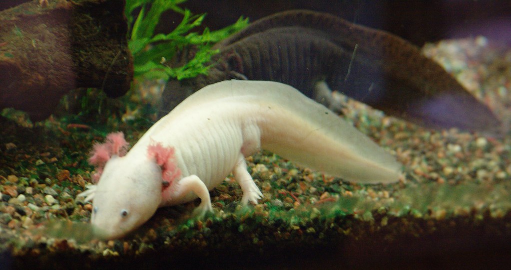 Axolotls: Aquatic Carnivore Considerations