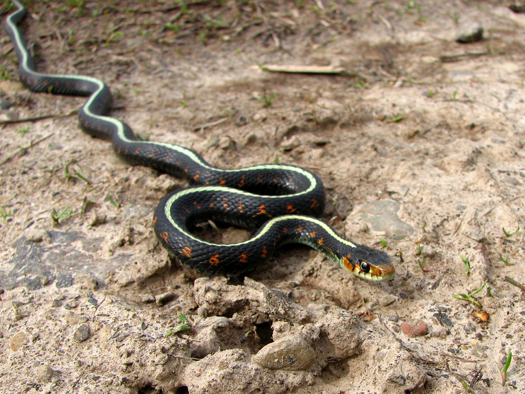 Red-Spotted Garter Snake