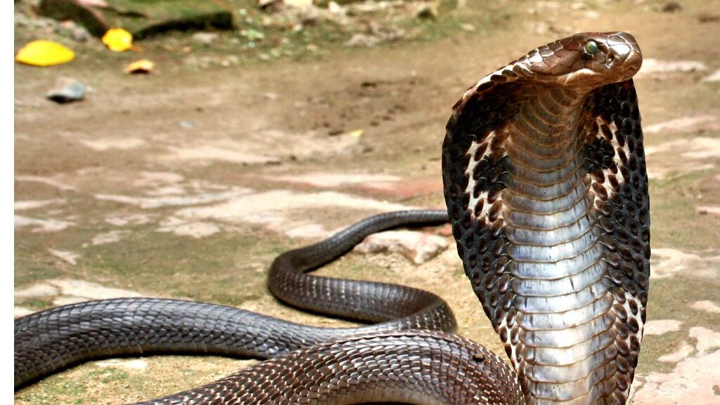 Indian spectacled cobra