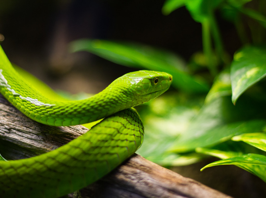 Green Mamba
