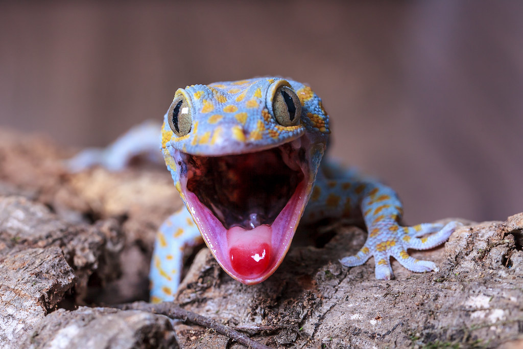 Tokay Gecko