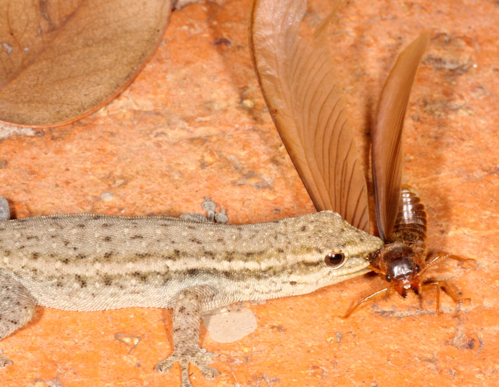 Gecko eating Ngumbi (flying termite)