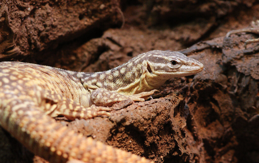 Ackie Monitor (Varanus acanthurus)