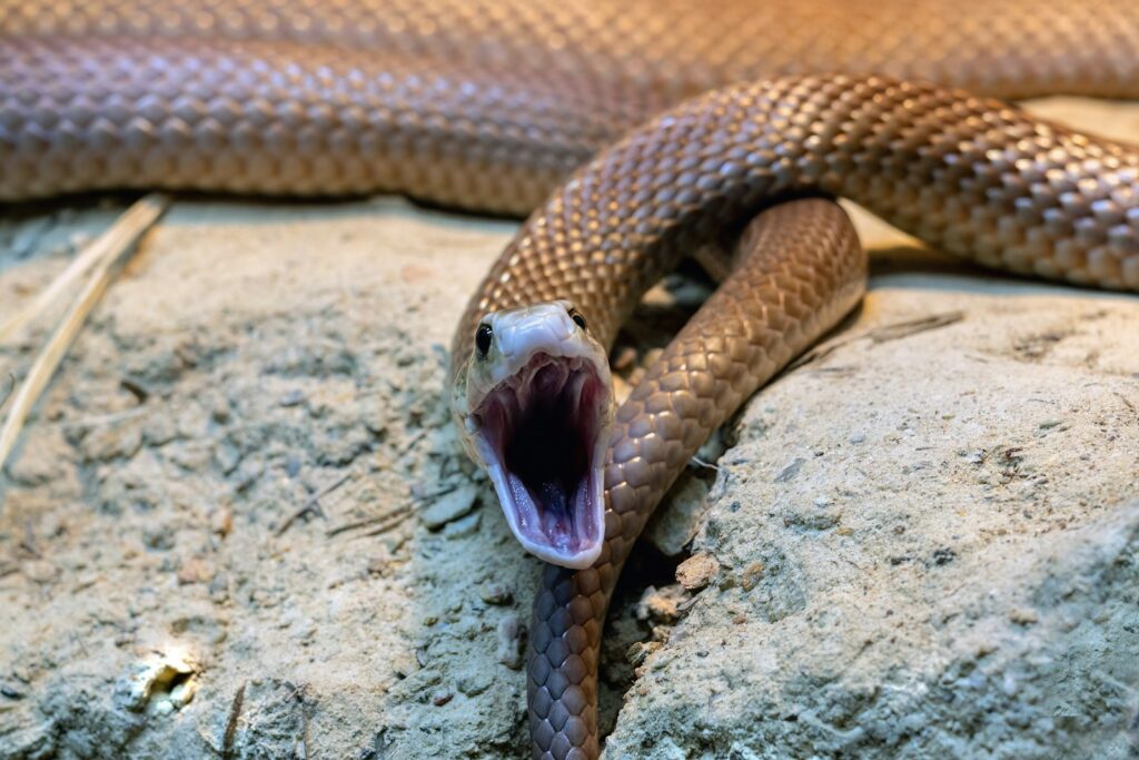 Urban Adaptation and Its Effects on Snake Venom