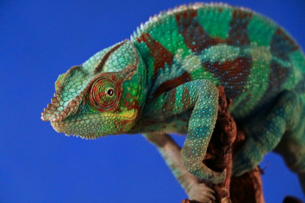 Panther Chameleon (Furcifer pardalis)