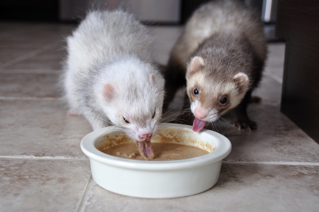 Diet's Impact on Ferret Odor