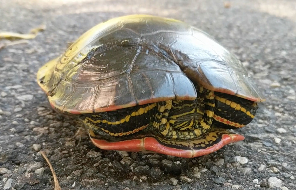When NOT to Clean Your Turtle's Shell