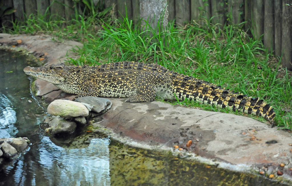 9. Cuban Crocodile (Crocodylus rhombifer)