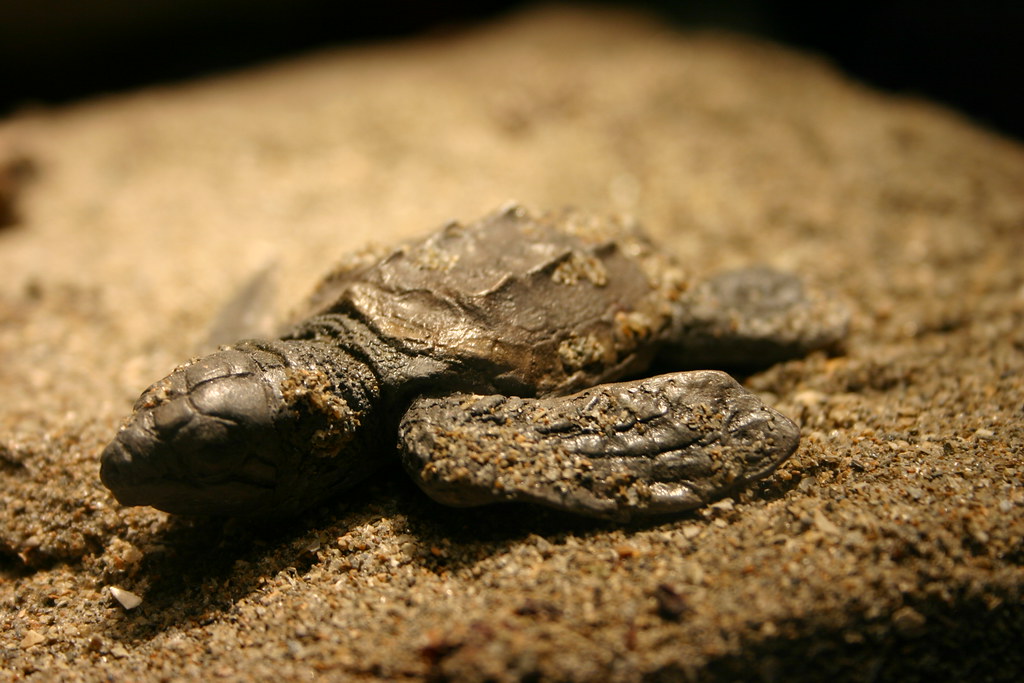 Temperature Determines the Gender of Baby Sea Turtles