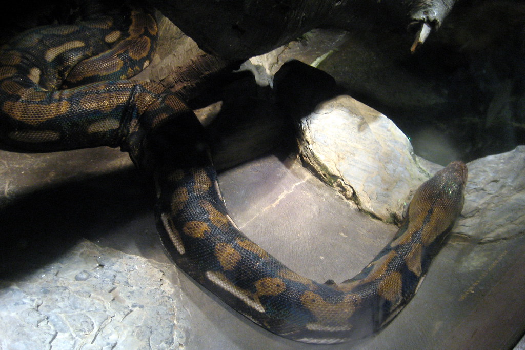 NYC - Bronx - Bronx Zoo - House of Reptiles - Reticulated Python